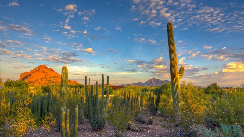 Saguaro Cacti in Desert — Blue, Serene, Sunset