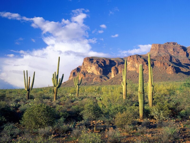 Saguaro Cacti in Desert — Blue, Serene