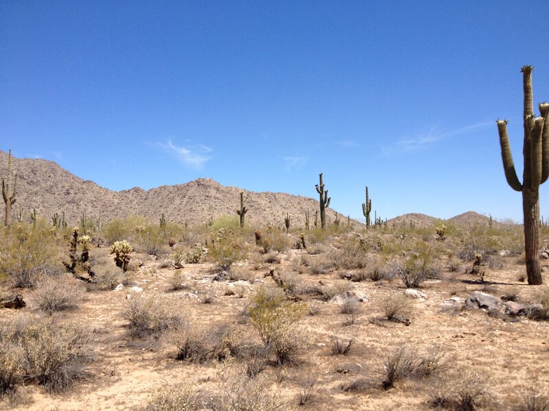 Saguaro Cacti in Desert — Blue