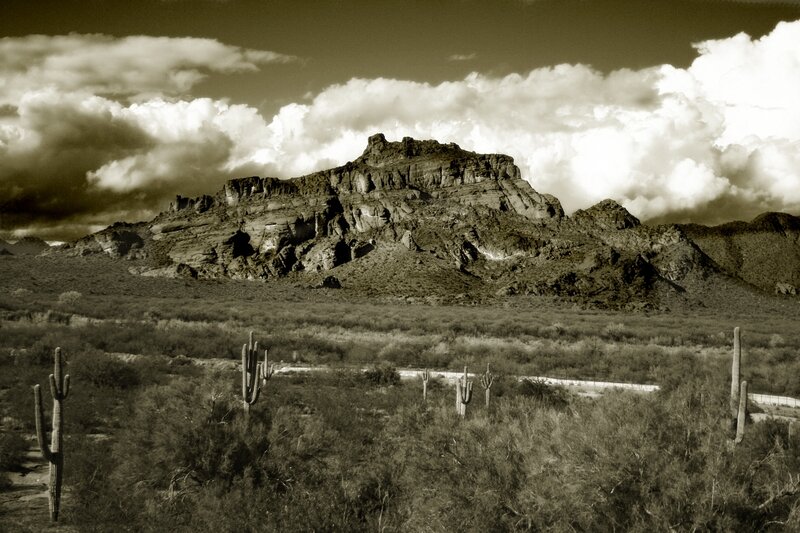 Saguaro Cacti in Desert — Brown