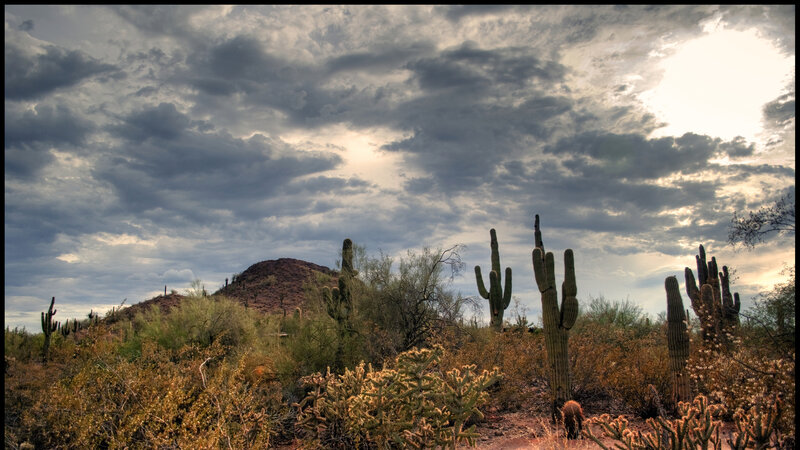 Saguaro Cacti in Desert — Gray