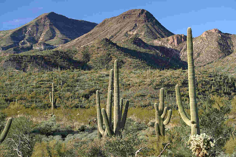 Saguaro Cacti in Desert — Green, Arid, Afternoon