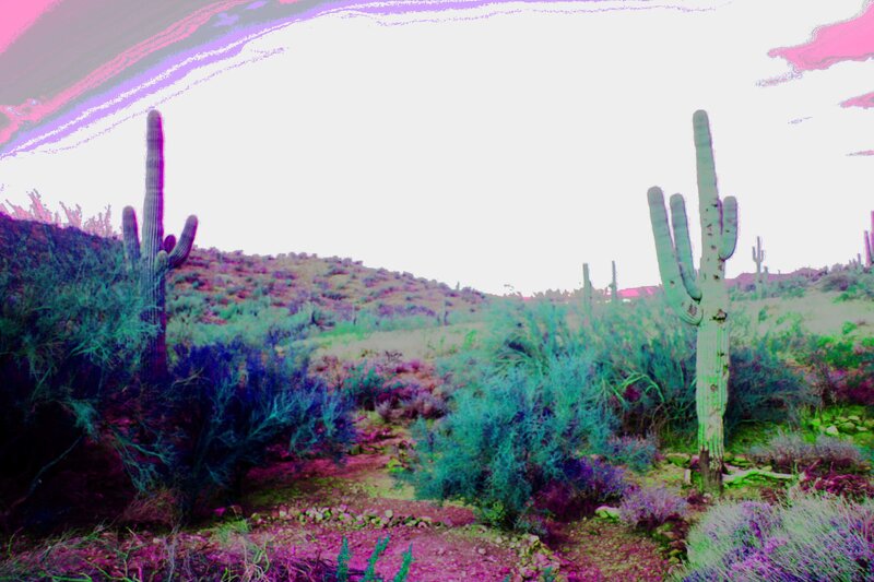 Saguaro Cacti in Desert — Green, Arid