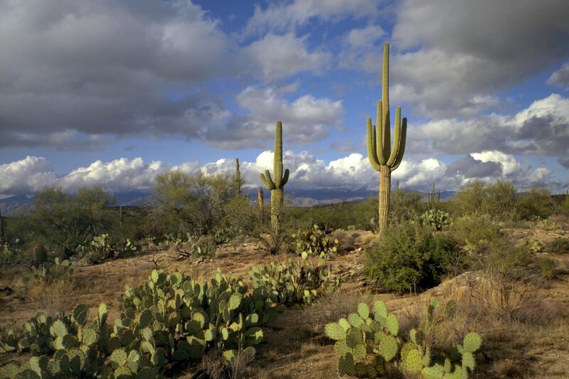 Saguaro Cacti in Desert — Green, Dramatic, Afternoon, Photograph