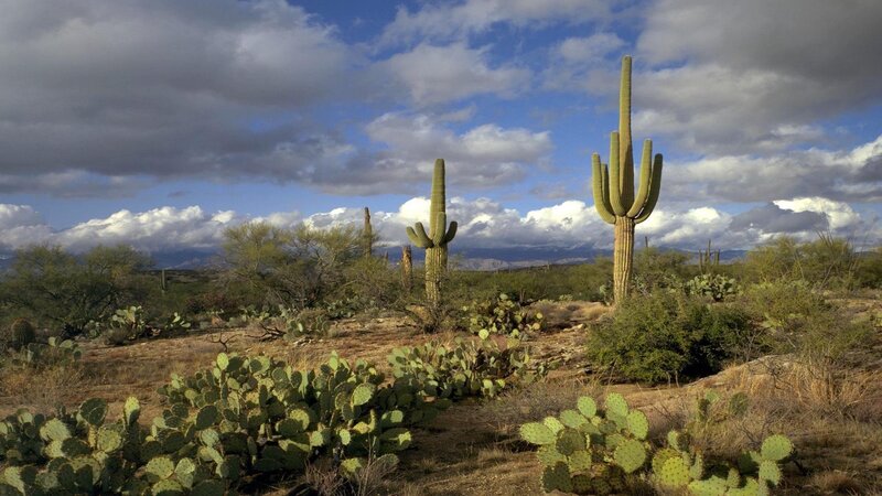 Saguaro Cacti in Desert — Green, Dramatic