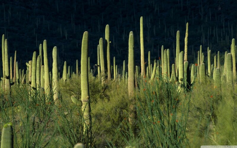 Saguaro Cacti in Desert — Green, Natural, Afternoon, Photograph