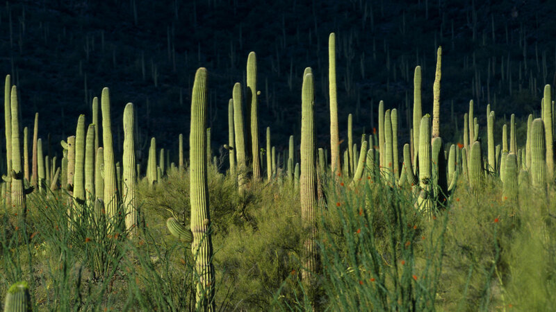 Saguaro Cacti in Desert — Green, Natural
