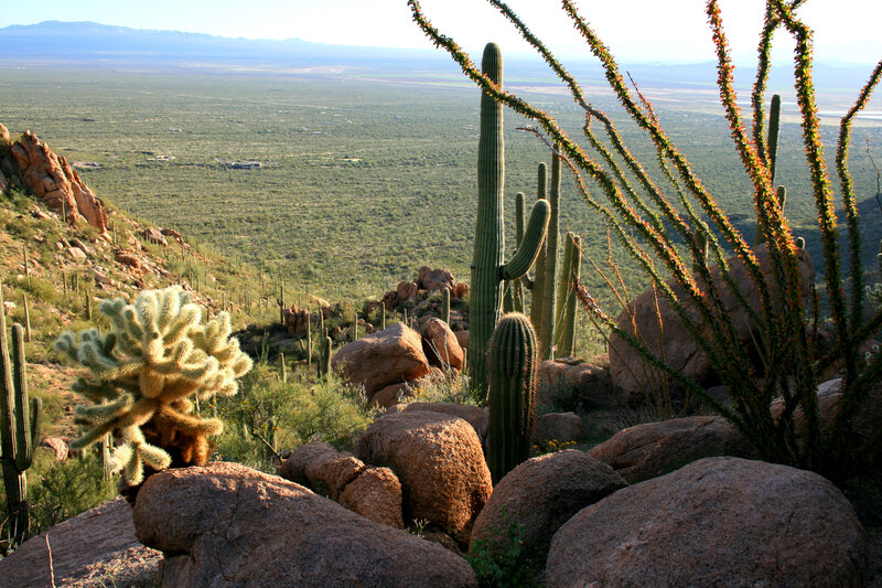 Saguaro Cacti in Desert — Green, Serene, Afternoon, Photograph, Cactus