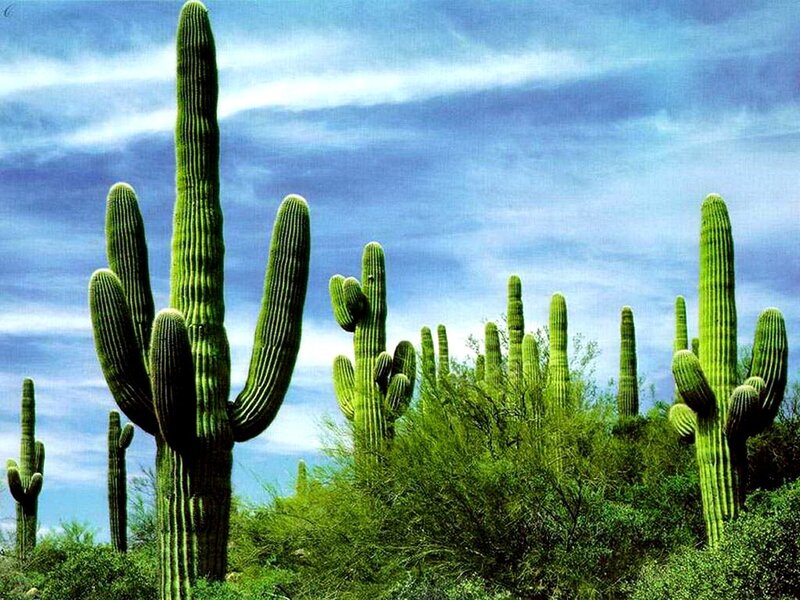 Saguaro Cacti in Desert — Green, Serene, Afternoon, Photograph, Sky