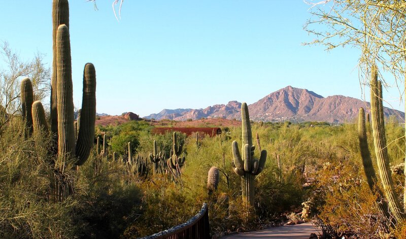 Saguaro Cacti in Desert — Green, Serene, Afternoon, Photograph