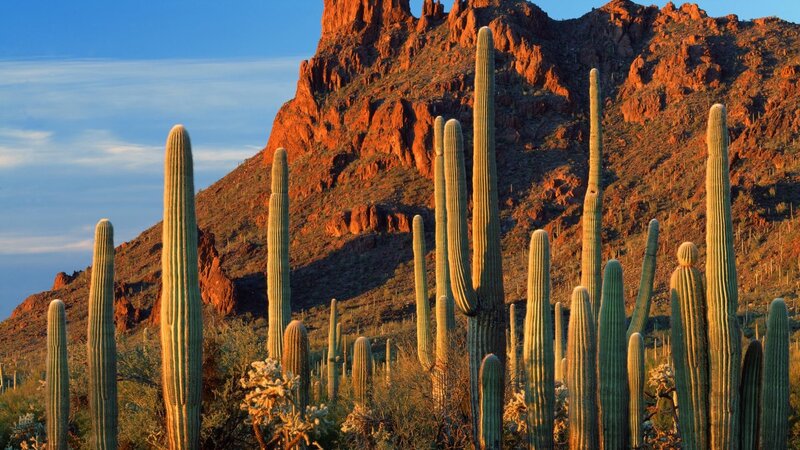 Saguaro Cacti in Desert — Green, Serene, Sunset, Photograph, Mountain