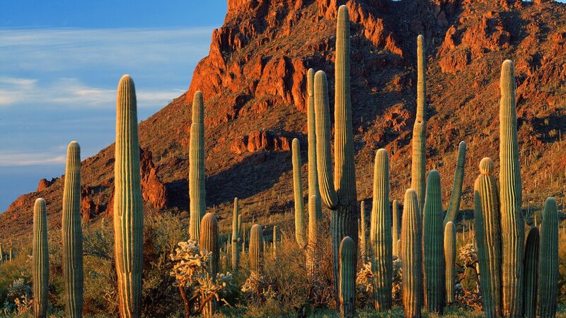 Saguaro Cacti in Desert — Green, Serene, Sunset