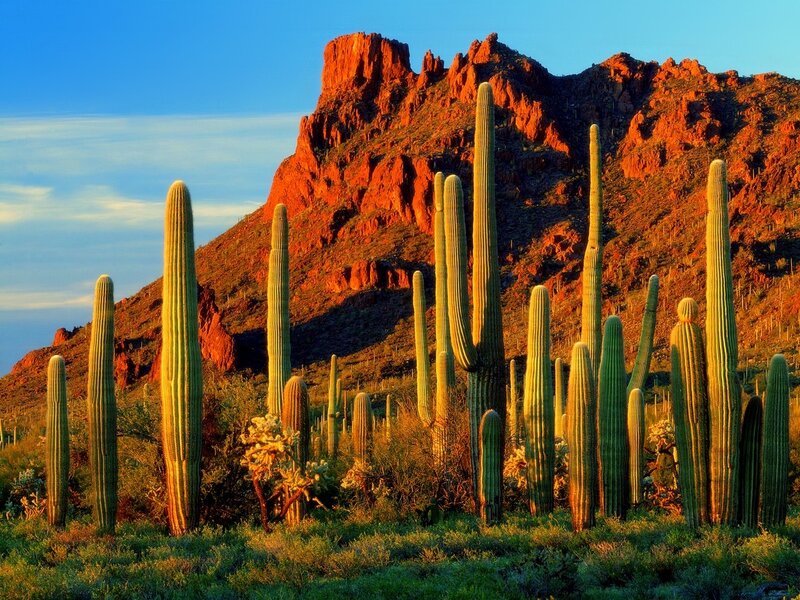 Saguaro Cacti in Desert — Green