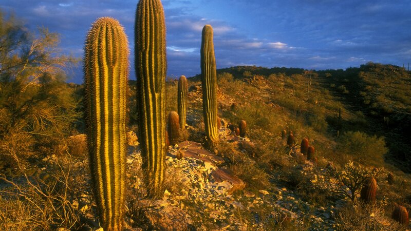 Saguaro cacti in desert landscape