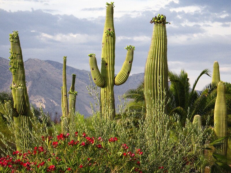 Saguaro cacti in desert landscape
