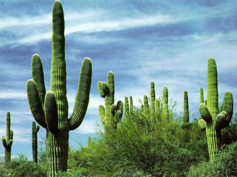 Saguaro cacti in desert landscape