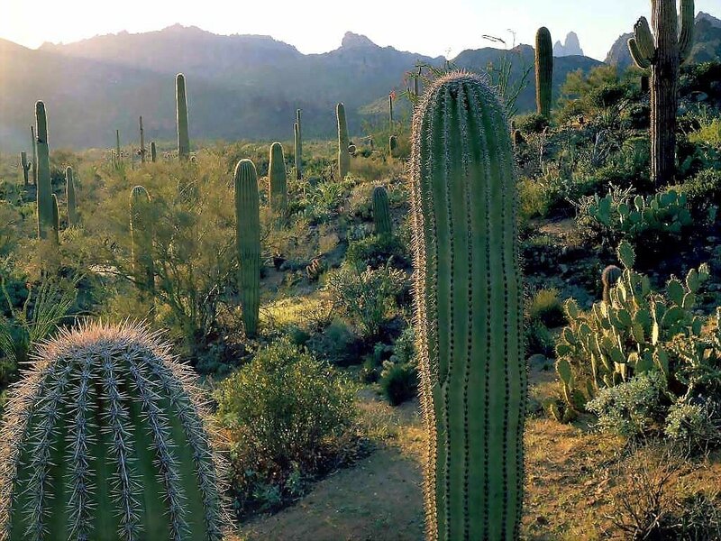 Saguaro cacti in desert landscape