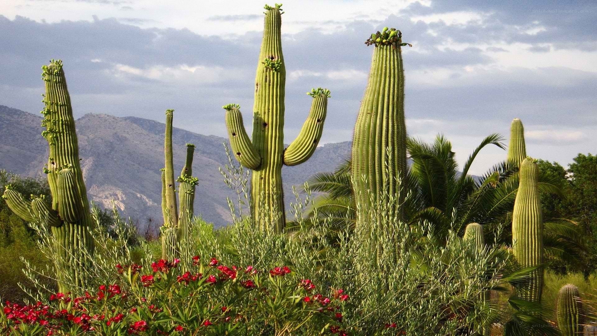 Saguaro cacti in desert landscape