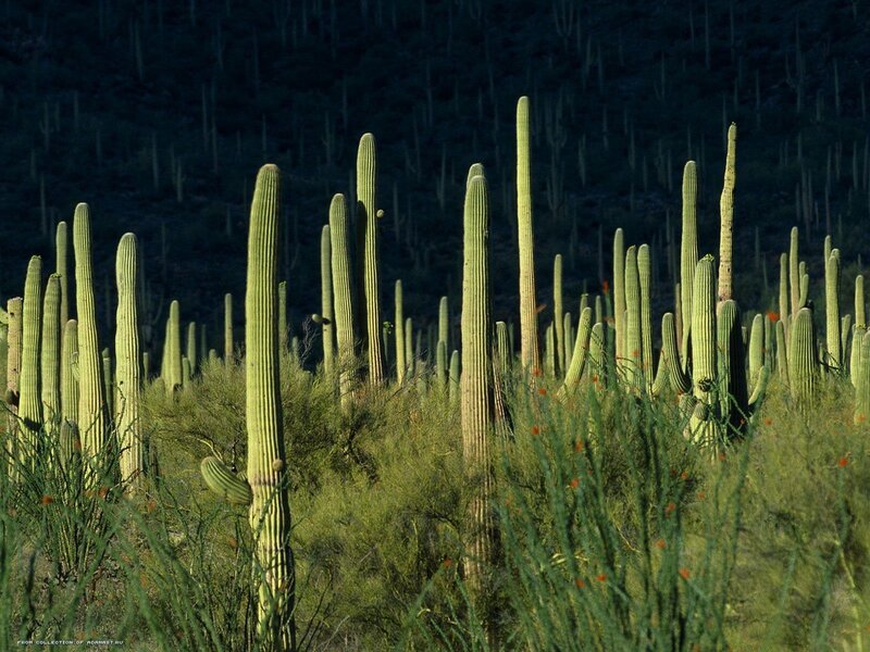 Saguaro cacti in desert landscape
