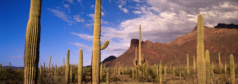 Saguaro cacti in desert landscape