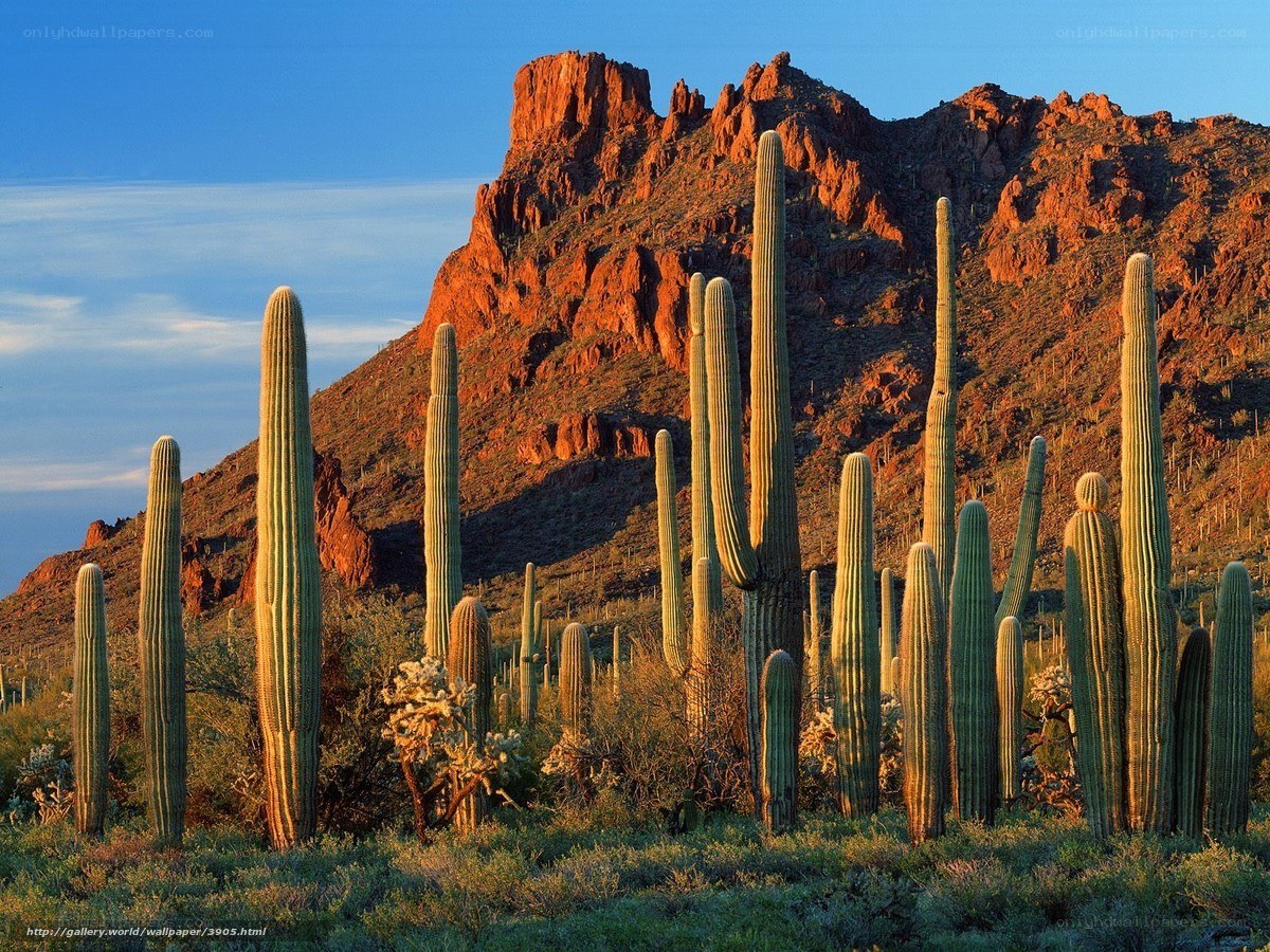 Saguaro cacti in desert landscape