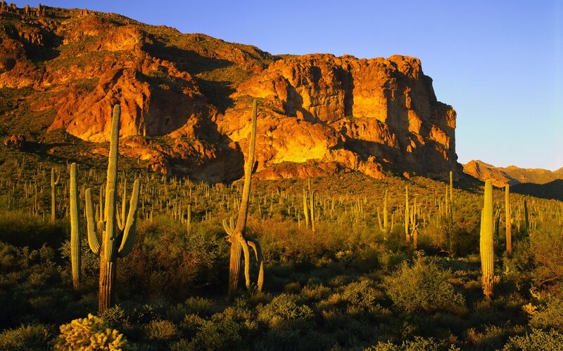 Saguaro Cacti in Desert — Orange, Serene