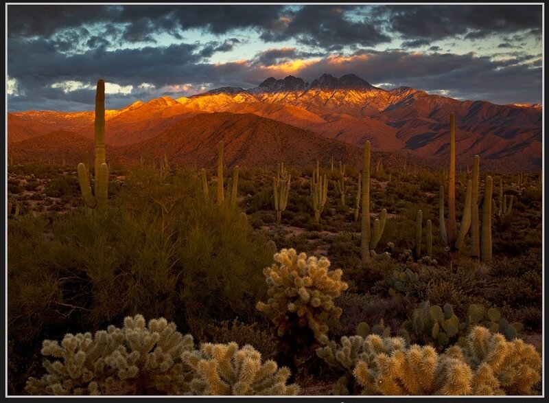 Saguaro Cacti in Desert — Orange