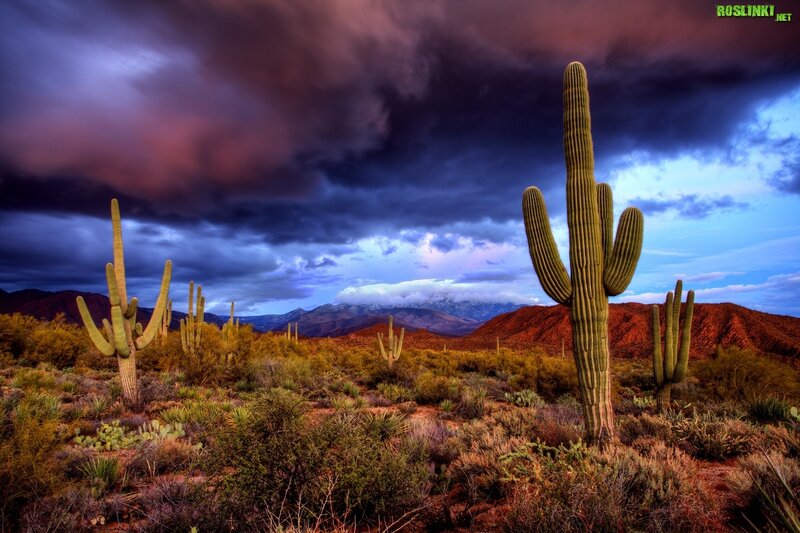 Saguaro Cacti in Desert — Purple, Dramatic
