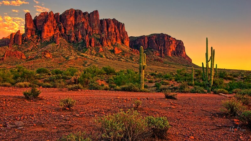 Saguaro Cacti in Desert — Red