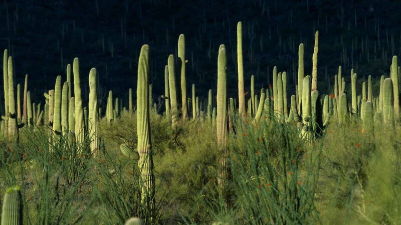 Saguaro cacti in desert