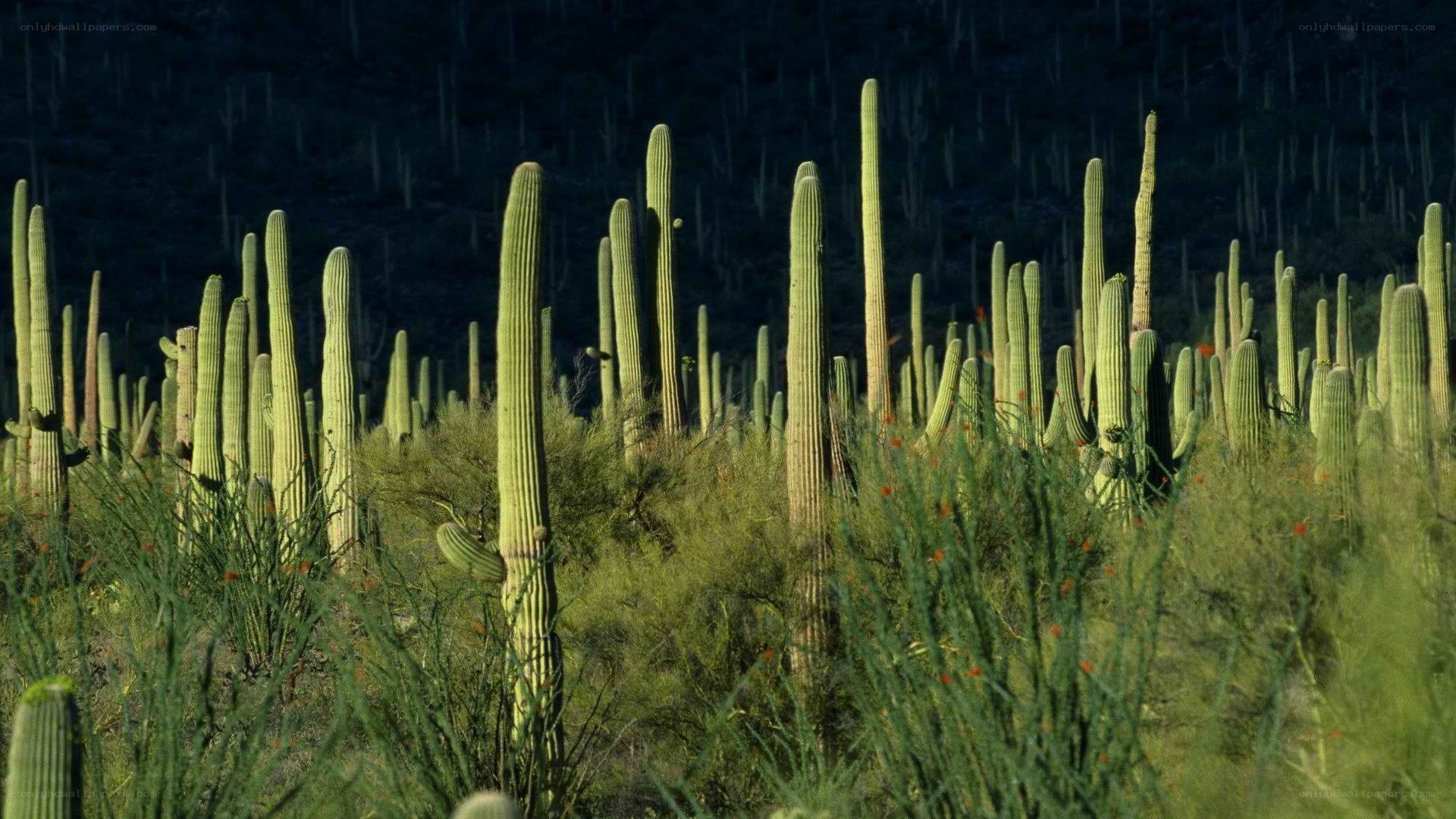 Saguaro cacti in desert