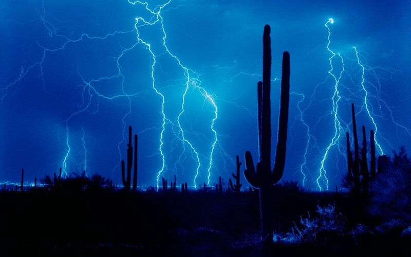 Saguaro Cacti in Storm