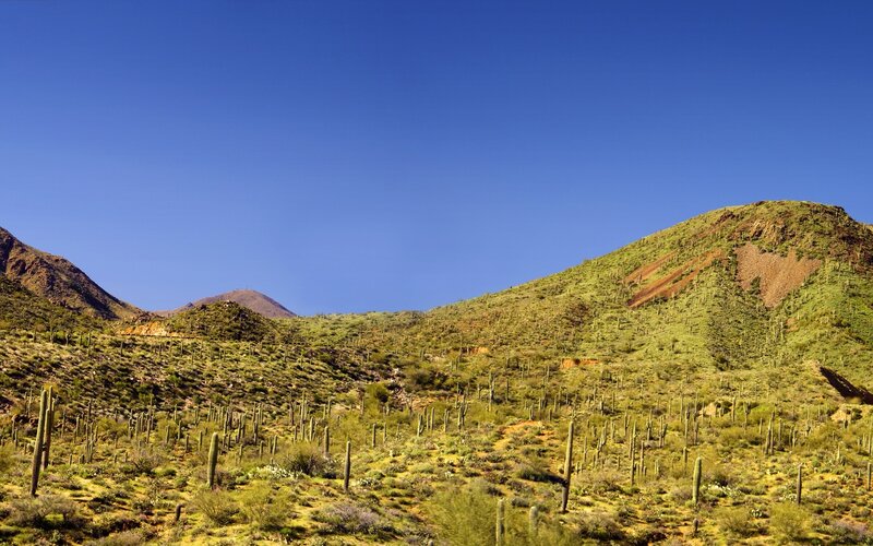 Saguaro Cacti on Hills — Blue