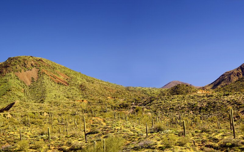 Saguaro Cacti on Hills