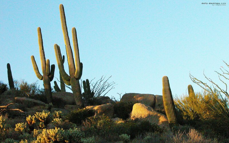 Saguaro Cacti on Hillside — Blue