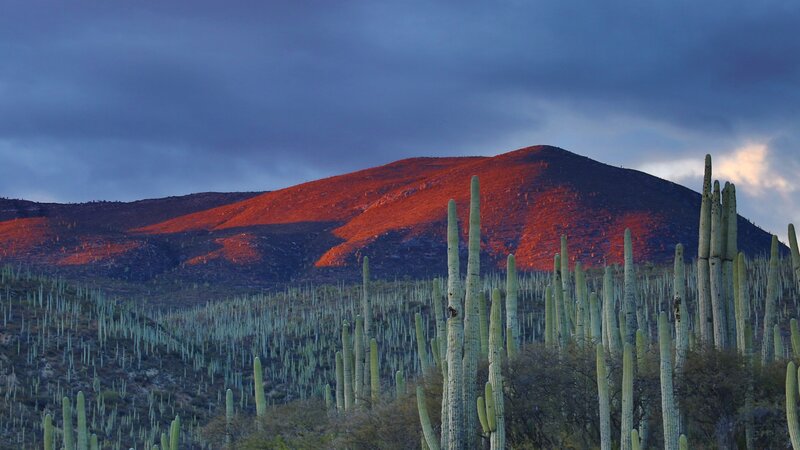 Saguaro Cacti on Hillside — Red