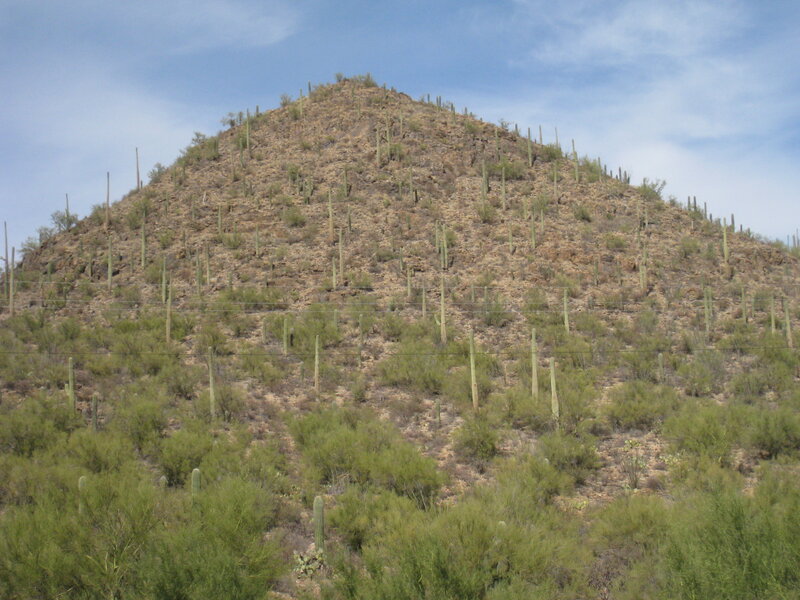 Saguaro Cacti on Hillside