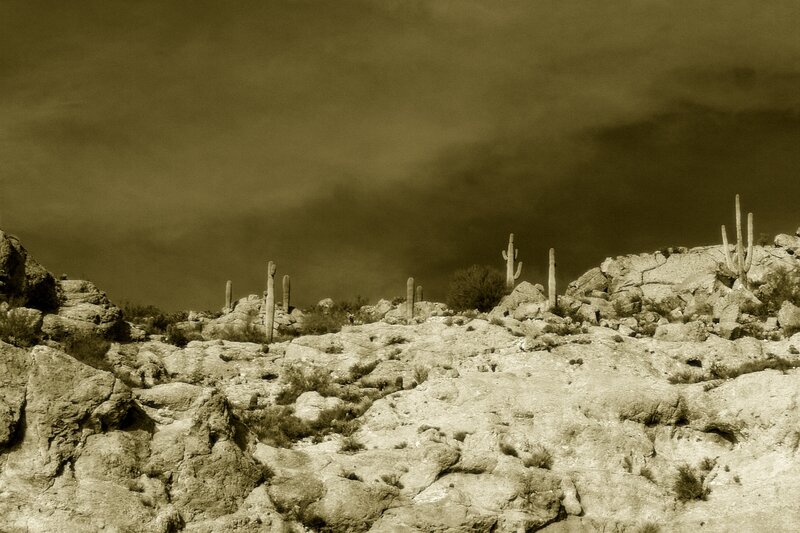 Saguaro Cacti on Rocky Hill