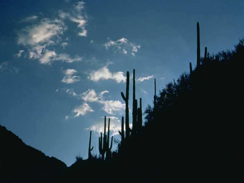 Saguaro Cacti Silhouette — Blue