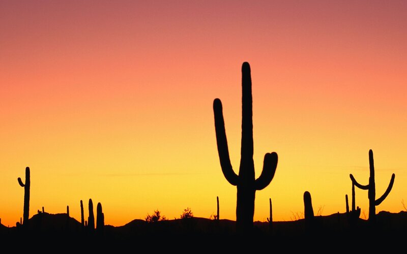 Saguaro Cacti Silhouette — Orange