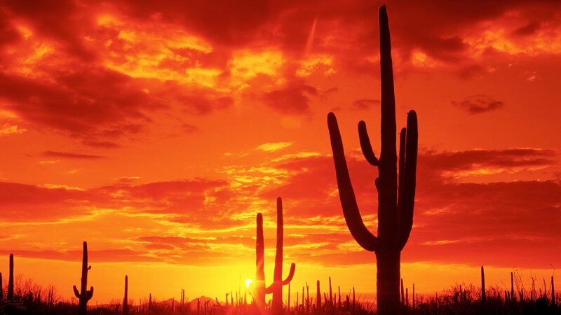 Saguaro Cacti Silhouette — Red