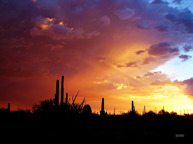 Saguaro Cacti Silhouette