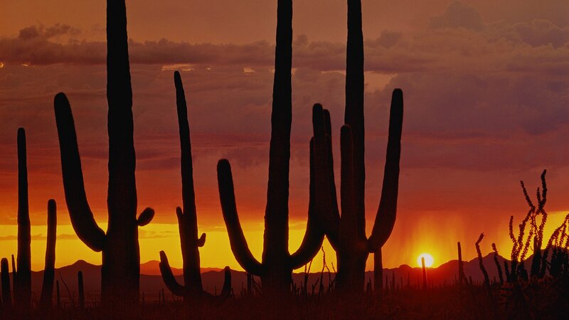 Saguaro Cacti Silhouettes — Orange, Dramatic, Sunset