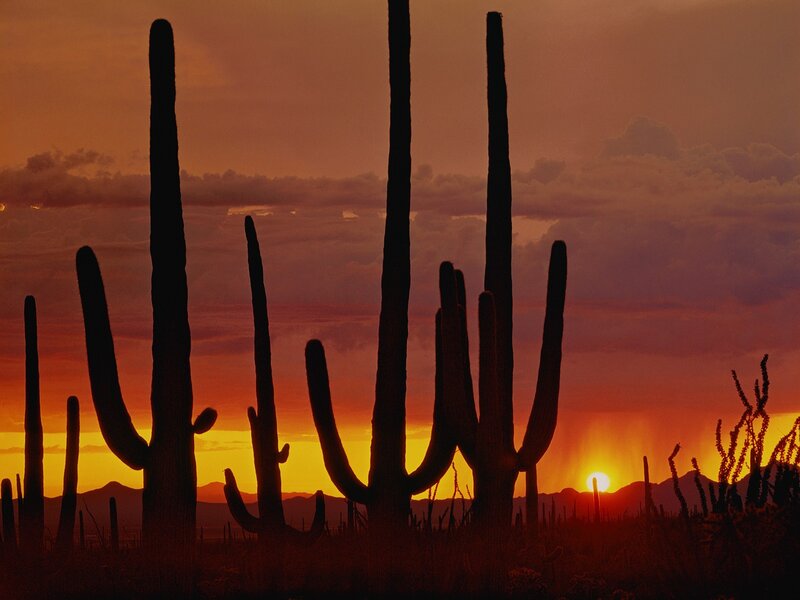 Saguaro Cacti Silhouettes — Orange, Dramatic