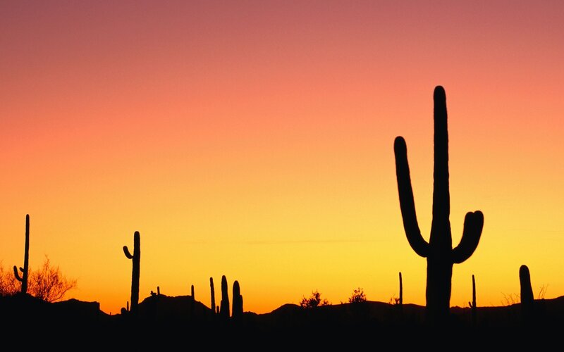 Saguaro Cacti Silhouettes — Orange, Serene