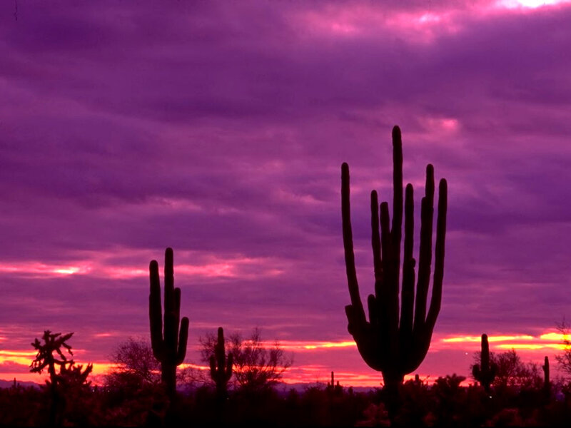 Saguaro Cacti Silhouettes — Purple