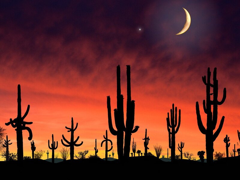 Saguaro Cacti Silhouettes — Red, Dramatic, Night, Photograph