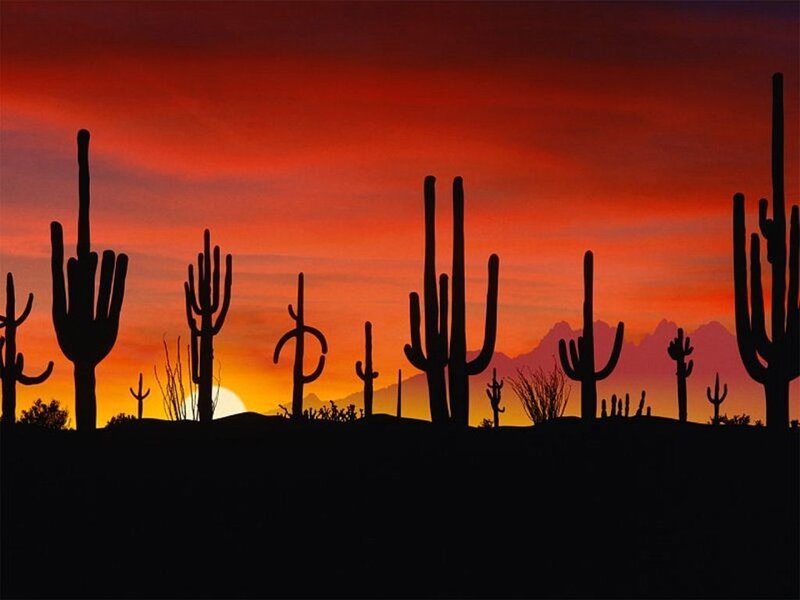 Saguaro Cacti Silhouettes — Red, Dramatic, Sunset, Photograph, Cactus