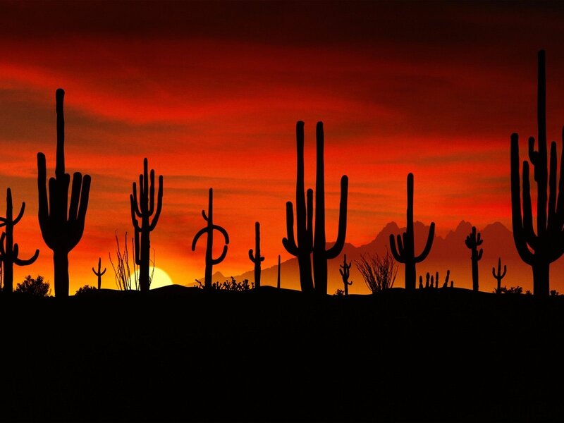 Saguaro Cacti Silhouettes — Red, Dramatic
