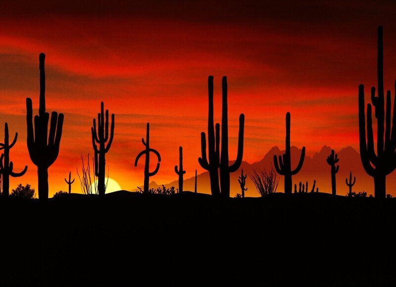 Saguaro Cacti Silhouettes — Red